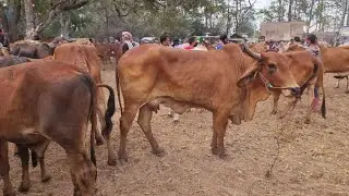 EP.2149 ตลาดนัดโคกระบือ วัน เสาร์ 17 ม.ค. 2569 #เดินดูวัวงาม #ราคาวัว | chợ gia súc | livestock
