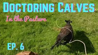 Doctoring Calves EP:6 I'm Riding a Snaffle Bitter!
