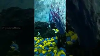 silver fish ll fish 🐟 ll #MuneemMAK. #aquarium #silverfish  #shorts