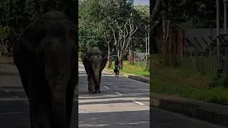 When tuskers walk the city, nature cries 🐘🌿  #WildlifeMatters #ProtectOurGiants #VoicesForWildlife #