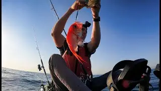 Venture Out In Deep Water, 40m. Jig Up Lots Of Species | Kayak Fishing Sydney