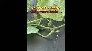 No new flowers today. Only more buds.. #pumpkin #flowers #pumpkinflowers