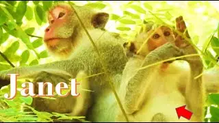 janet loop Jane monkey cos janet want attack the milk from jane monkey