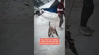 Two boys went missing in Himachal&rsquo;s snow but their dog stayed till the end&hellip;