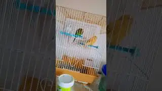 can these bird drink grimace shake !!