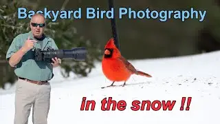 Backyard Bird Photography in the Snow
