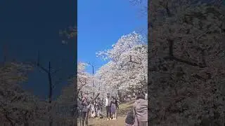 Sakura, Ontario Canada