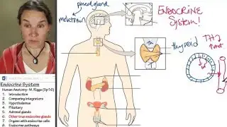 Endocrine 6- True glands