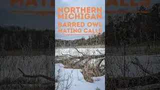 BARRED OWL MATING CALLS | NORTHERN MICHIGAN | FIELD RECORDING