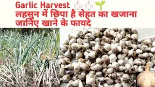 Medicinal benefits of Garlic!लहसुन क्या-क्या फायदे करता हैऔर कैसे ले इसके लिए देखें वीडियो🧄#garlic