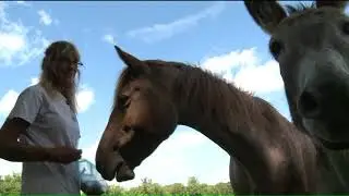 The Legendary Mustang Sanctuary is on a mission to place wild mustangs and burros in forever homes
