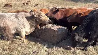 Cows love cotton gin byproduct - aka gin trash.