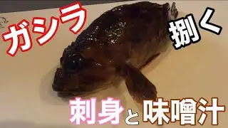 【ガシラ】捌いて刺身と味噌汁にする