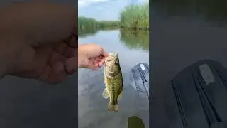 Best bass lure in the grassy marsh #louisiana #marsh #fishing #bassfishing  #largemouthbass #bass