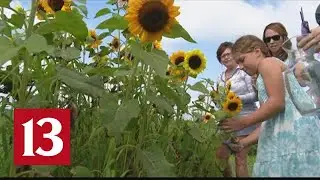 Johnson County flower-picking farm