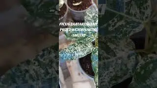 Efekty żerowania wciornastk&oacute;w na Ficus aspera 'variegata'.
