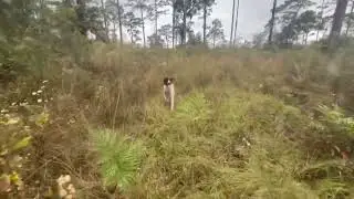 The Natural Handler. The order of communication. Male Pack 