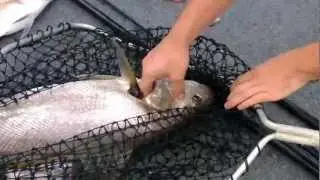 Brisbane River Jew