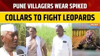 Pune: Villagers Wear Spiked Collars to Protect Themselves From Leopard Attacks in Pimparkhed