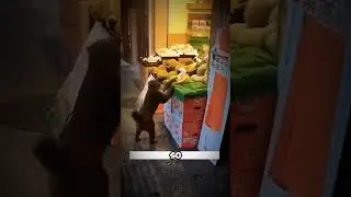 Watch This Clever Monkey Steal Snacks and Fruit Without Getting Caught! #animals #animalintelligence