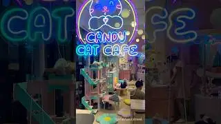 Have you been to Candy Cat Cafe in Ban Thad Thong ?😸 Cute Kitties in Bangkok Thailand #catcafe