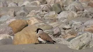 River lapwing posing for a photo on the banks of Kosi  river at Ramnagar, Uttarakhand, India