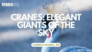 Cranes: Elegant Giants of the Sky  #birds #crane #sky #animals #channel #facts #knowledge