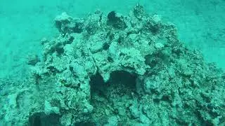 Horse Shoe Reef Hawaii 2018