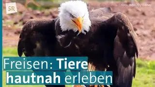Naturwildpark Freisen &ndash; Tiere, Natur & Abenteuer erleben I Saar Natur
