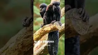 Old World Monkeys [Part 34] Primates Monkeys | Cercopithecidae Family #shorts