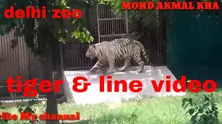 Delhi Zoo Animals | Animal Sounds Video For Kids | Animal Finger Family Songs | Old Mcdonald | By