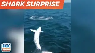 Mako Shark Jumps Onto Fishing Boat In Waters Near Maine