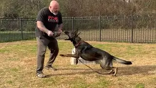 How to fulfill a working line German Shepherd, or any high energy dog 