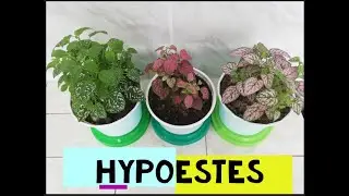 Hypoestes, paleta de pintor, payasito, todo lo que  debes saber sobre sus cuidados y reproducción