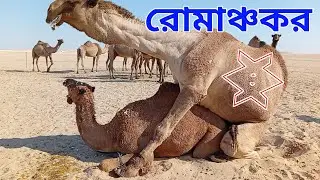 camel farm bahrain | camel farm design | camel farm in uae | HD Animal Life