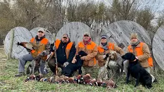 Unbelievable South Dakota Pheasant hunting. 2021 awesome bird dogs.