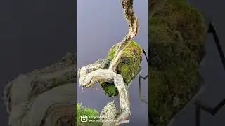 Shore pine on a 3d printed plastic with cast aluminum stand. Bonsai art by Michael Hagedorn.