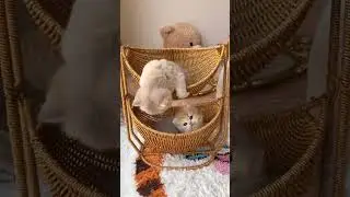 A Mischievous Moment in a Kitten Swing