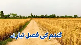 Vilage Life Simple |Daily Worke Village Life | Rular Life Punjab Pakistan | WaseebExplore