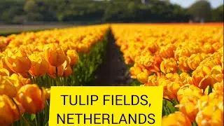 Tulip | Hyacinth | Daffodil | Fields | Netherlands | Drone | 2023 | Spring | Flower garden | 4K