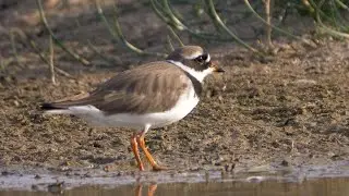 Common Ringed Plover in Spain