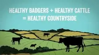 Bovine TB Explained: how the disease spreads between badgers and cattle