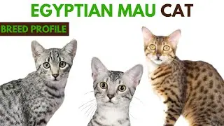 Egyptian Mau Cat Breed Profile History - Traits - Price - Egyptian Mau Cat Grooming Needs - Lifespan