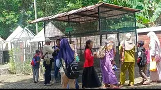 Kandang Ular Kobra di Wana Wisata Dander @HappyGowesER 