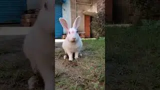 cute rabbit 💓 #shorts