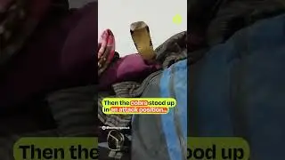 So a man found a KING COBRA in his room! #briefchaat #snake #snakevideo #uttarakhand