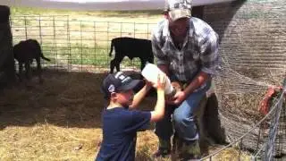 Beyond Organic Calf gets her first meal