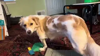Challenging Dog Food Puzzle - Kruuse Buster Activity