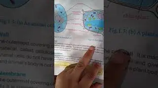 Cellular Organization Of Animals and Plants
