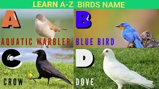 Learn A to Z birds name for kids || Alphabetical order birds name | Naz Kids Learning